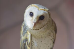ChatGPTのメール無料プランを比較する際のポイントは？