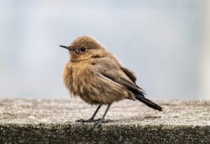 チャットGPTの年齢はどのくらいですか？